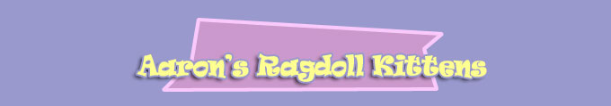 Aarons Ragdoll Kittens for sale